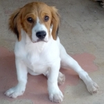 Buddy5_05