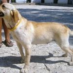 Gemma (K) 2