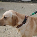 Gemma-New (12)