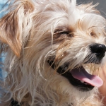 Mickey-Mickey (15)