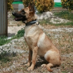 Skye (17)