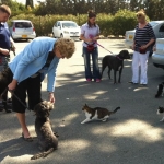k-proofing-to-cats-1