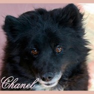 Chanel (P)