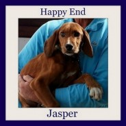 Jasper – happy with his new family