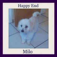 Milo – such a nice little dog