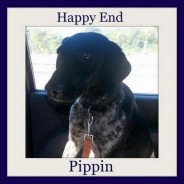 Pippin – really happy