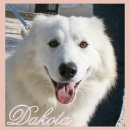 Dakota (K)