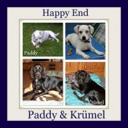 Two who have made it – Paddy and Oliver are in happiness