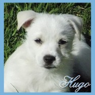 Hugo (F)