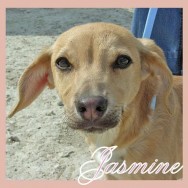 Jasmine (K)