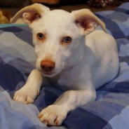 News of Kim from his foster home in Germany