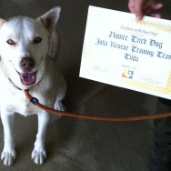 Novice Trick Dog certificates for two shelter dogs