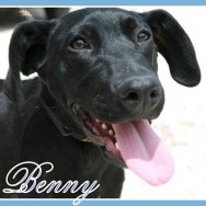 Benny (J)