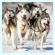 Please think twice before you buy a Husky in Cyprus