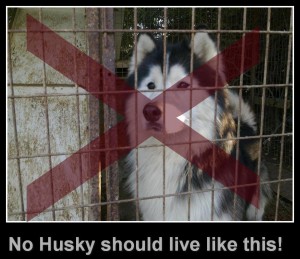 Huskysonicht