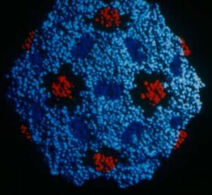 pvirus