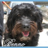 Benno (J)