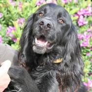 Riley needs a home