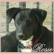 Rosie (F)