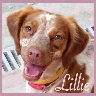 Lillie (P)