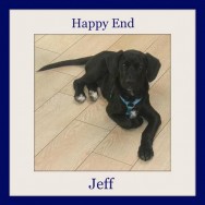 Jeff – has found his forever home in Germany