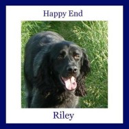 Riley – from a child of sorrow to a lucky fellow