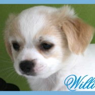 Willi (F)