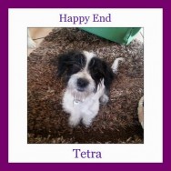 Happy End Tetra now Tita