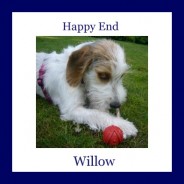 Willow – all are really happy with her