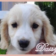 Daisy 5 (F)