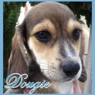 Dougie (F)
