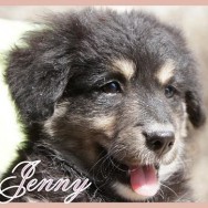 Jenny (J)