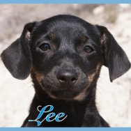 Lee