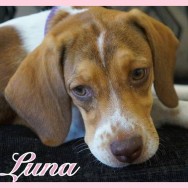 Luna (J)