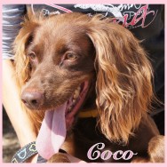 Coco