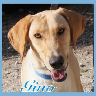 Gino