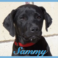 Sammy