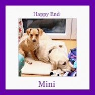 Happy End of Mini