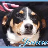 Jonas