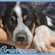 Cristobal