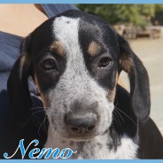 Nemo