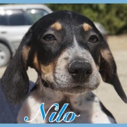 Nilo