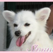 Shona 2