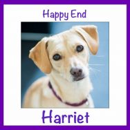 Happy Ending of Harriet