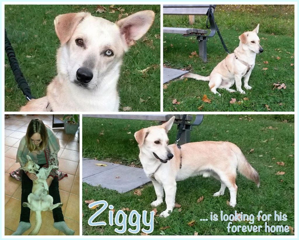 ziggy-in-fh